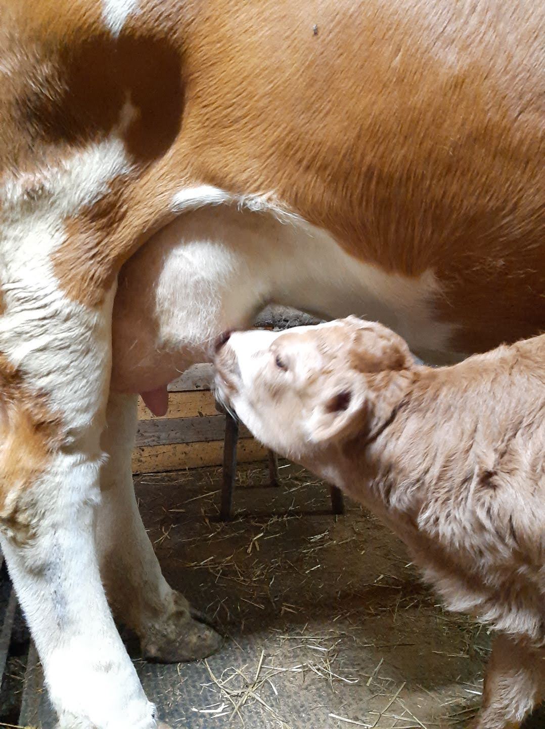 Mastitis: skupine povzročiteljev in njihove lastnosti